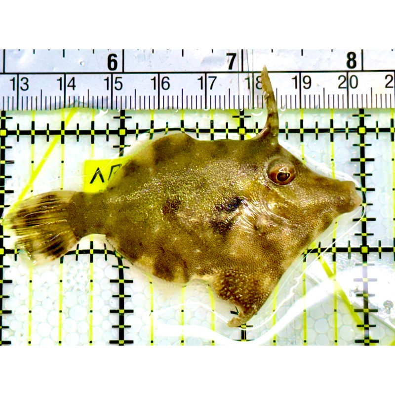Aiptasia Eating Filefish AEF041601 WYSIWYG Size: M 3" Approx