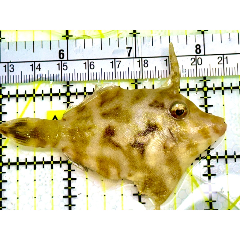 Aiptasia Eating Filefish AEF041602 WYSIWYG Size: M 3" Approx