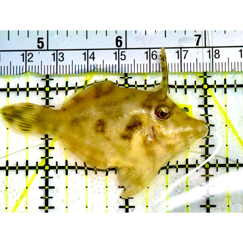 Aiptasia Eating Filefish AEF041603 WYSIWYG Size: M 3" Approx