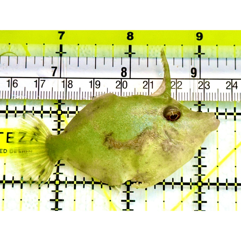 Aiptasia Eating Filefish AEF041604 WYSIWYG Size: M 2.75" Approx