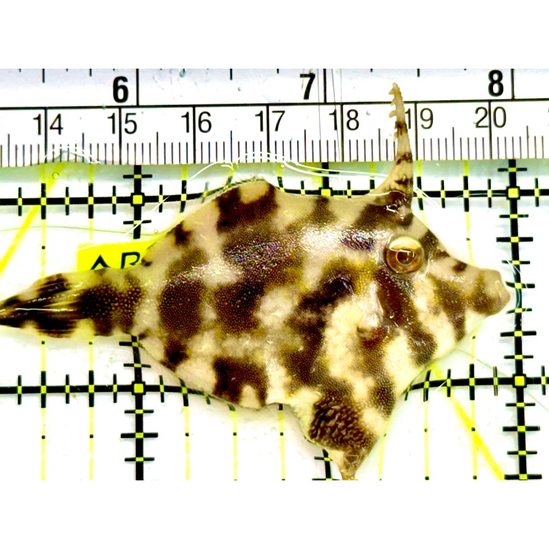 Aiptasia Eating Filefish AEF041605 WYSIWYG Size: M 2.75" Approx