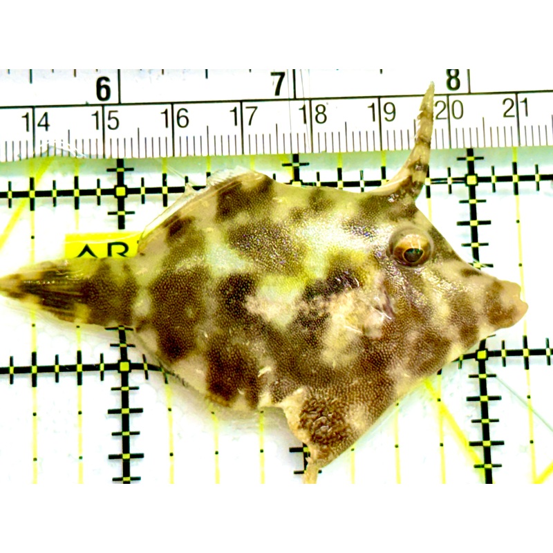 Aiptasia Eating Filefish AEF041606 WYSIWYG Size: M 3" Approx