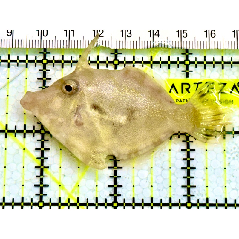 Aiptasia Eating Filefish AEF041607 WYSIWYG Size: M 2.75" Approx