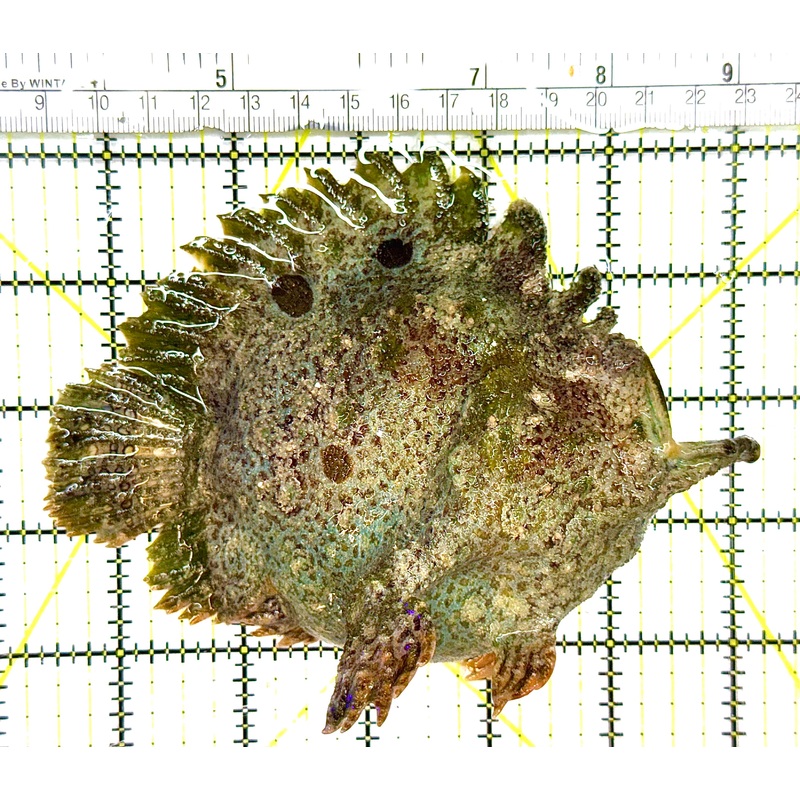 Angler A041101 WYSIWYG Size: XL 5.5" approx