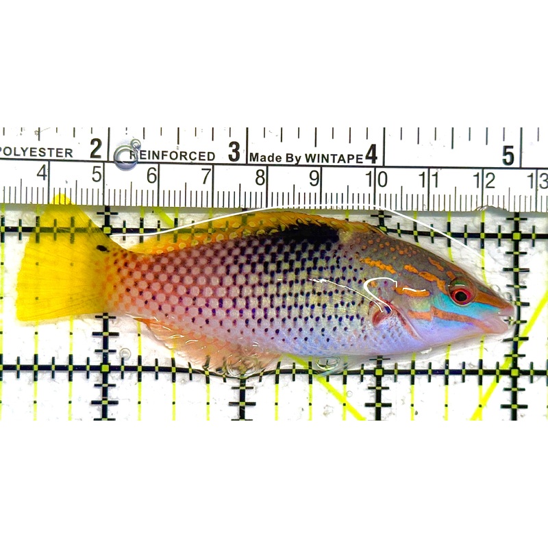 Checkerboard Wrasse CW041302 WYSIWYG Size: ML 3.75" approx
