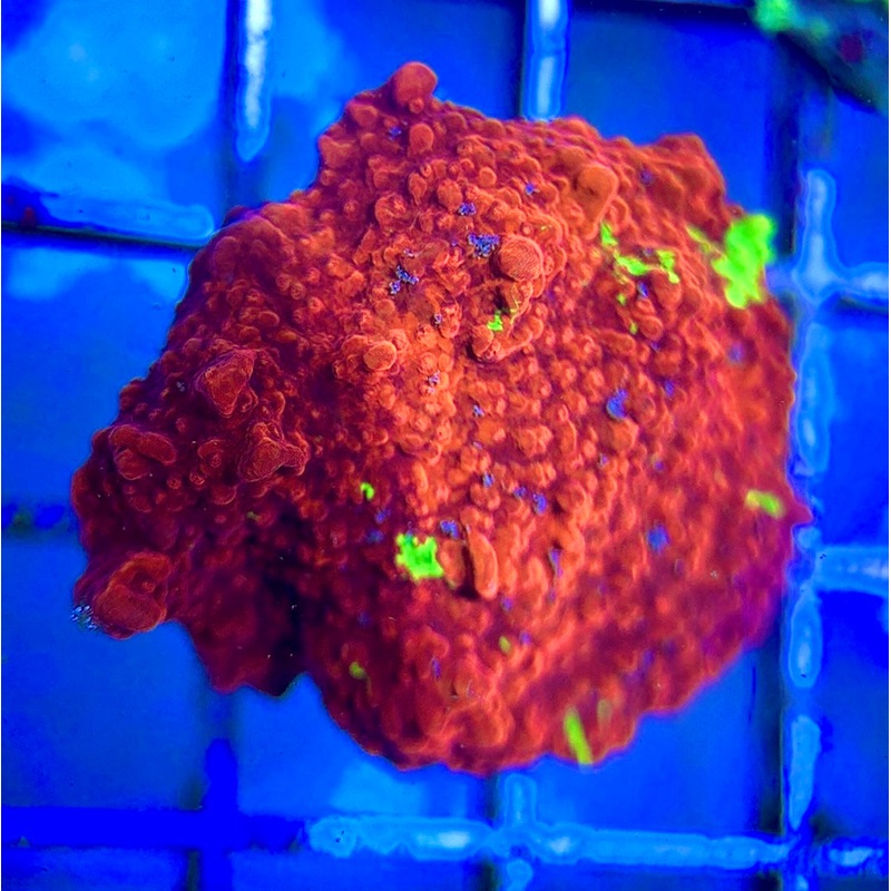 Red and Green Grafted Montipora RGGM042202 WYSIWYG