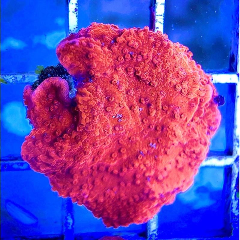 Red and Green Grafted Montipora RGGM042205 WYSIWYG