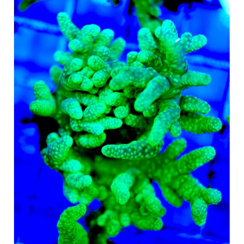 Ultra Aussie Finger Leather Large Frag UAF042406 WYSIWYG