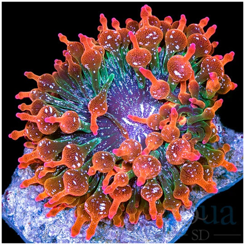 White Speckled Rose Bubble Tip Anemone (Indo) Size: M 2" to 3"