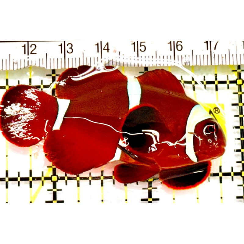 White Stripe Maroon Clownfish WSMC041701 WYSIWYG Size: M 2.5" Approx