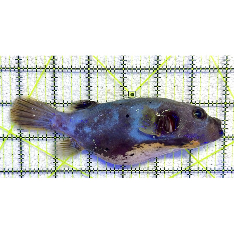 Yellow Belly Dogface Pufferfish YBDP041104 WYSIWYG Size: XL 6.25" approx