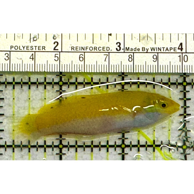Yellow Coris Wrasse YCW041301 WYSIWYG Size: M 2.75" approx