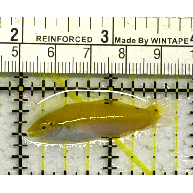 Yellow Coris Wrasse YCW041302 WYSIWYG Size: M 1.75" approx