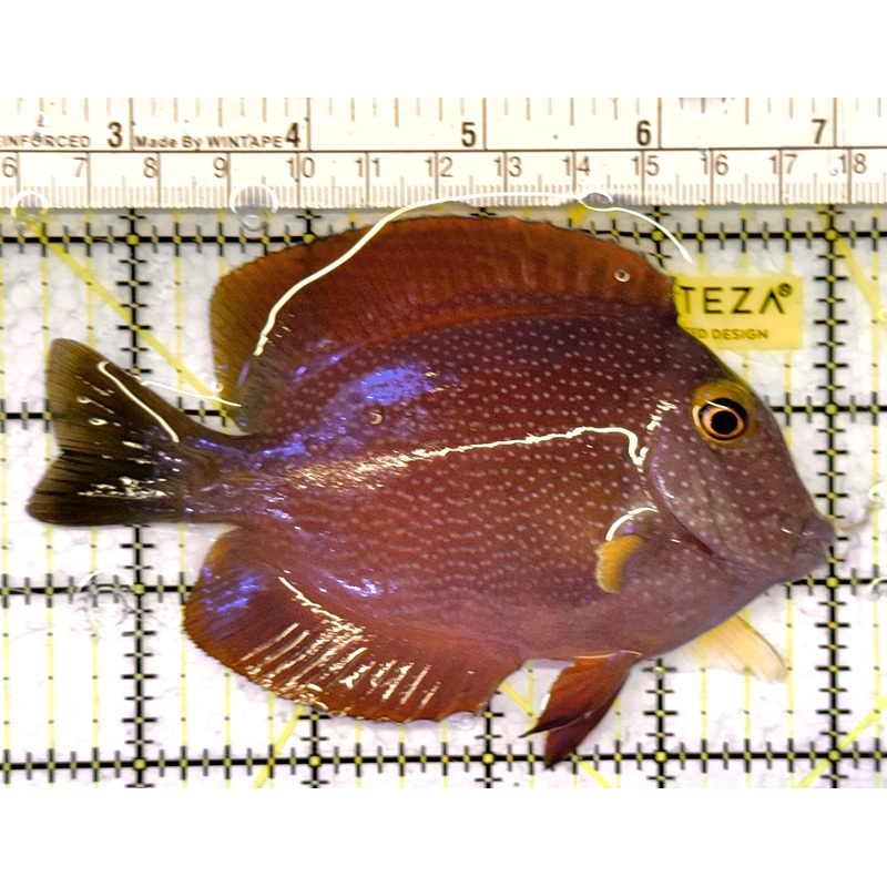 Yellow Eye Kole Tang (Spotted) YEKT041302 WYSIWYG Size: L 4.75" approx