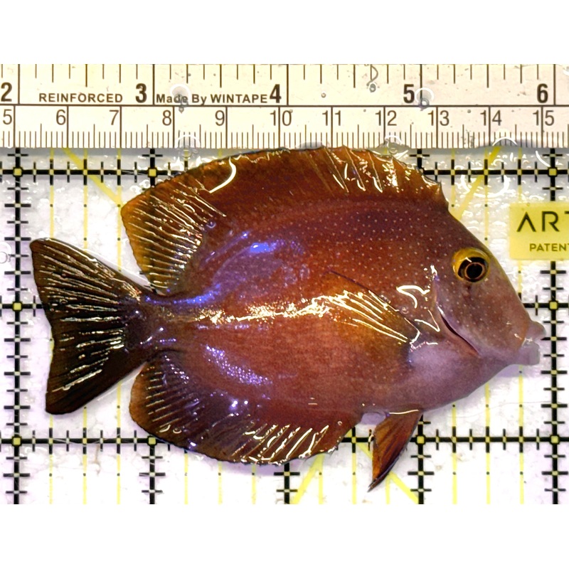 Yellow Eye Kole Tang (Spotted) YEKT041303 WYSIWYG Size: L 4" approx