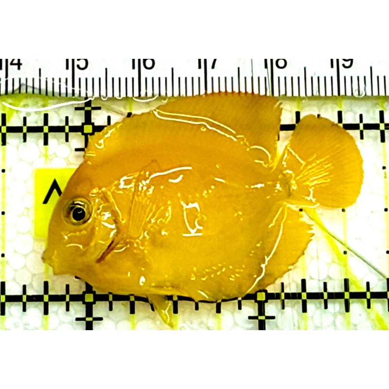 Yellow Mimic Tang ( Chocolate Tang When it is Adult) YMT041601 WYSIWYG Tiny: 2" Approx