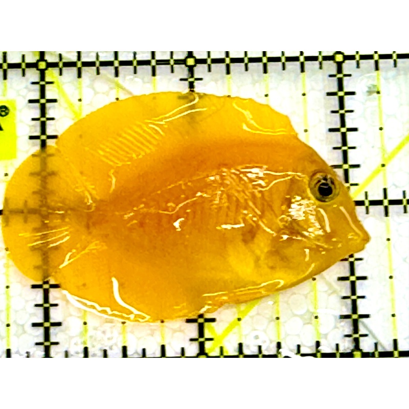 Yellow Mimic Tang ( Chocolate Tang When it is Adult) YMT041602 WYSIWYG S: 2.5" Approx