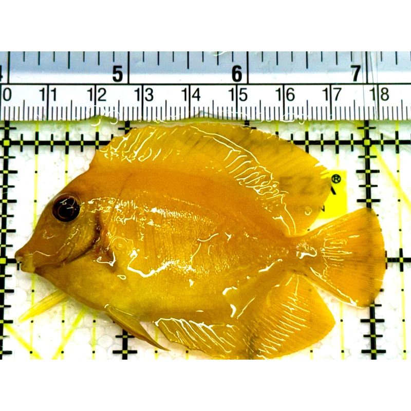 Yellow Mimic Tang (Chocolate Tang When it is Adult) YMT041603 WYSIWYG Size: M 3" Approx