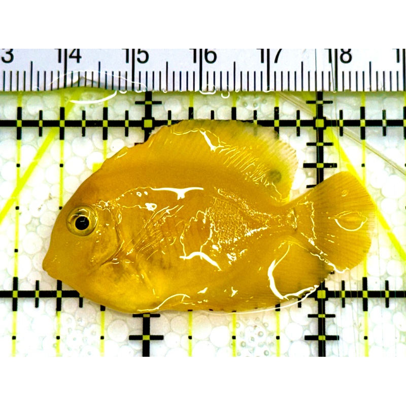 Yellow Mimic Tang ( Chocolate Tang When it is Adult) YMT041604 WYSIWYG Tiny: 2" Approx
