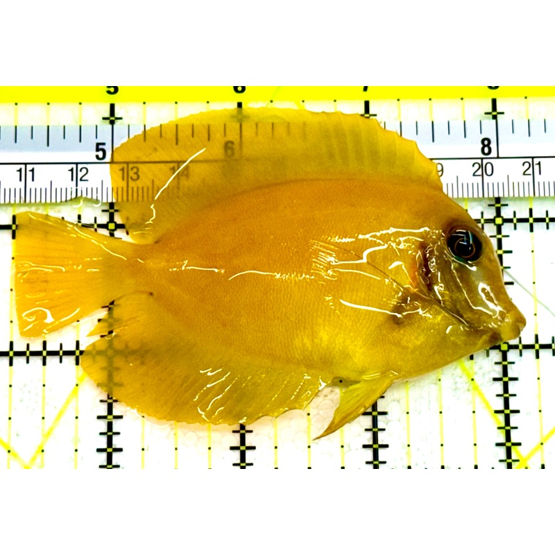 Yellow Mimic Tang (Chocolate Tang When it is Adult) YMT041605 WYSIWYG Size: M 3.5" Approx