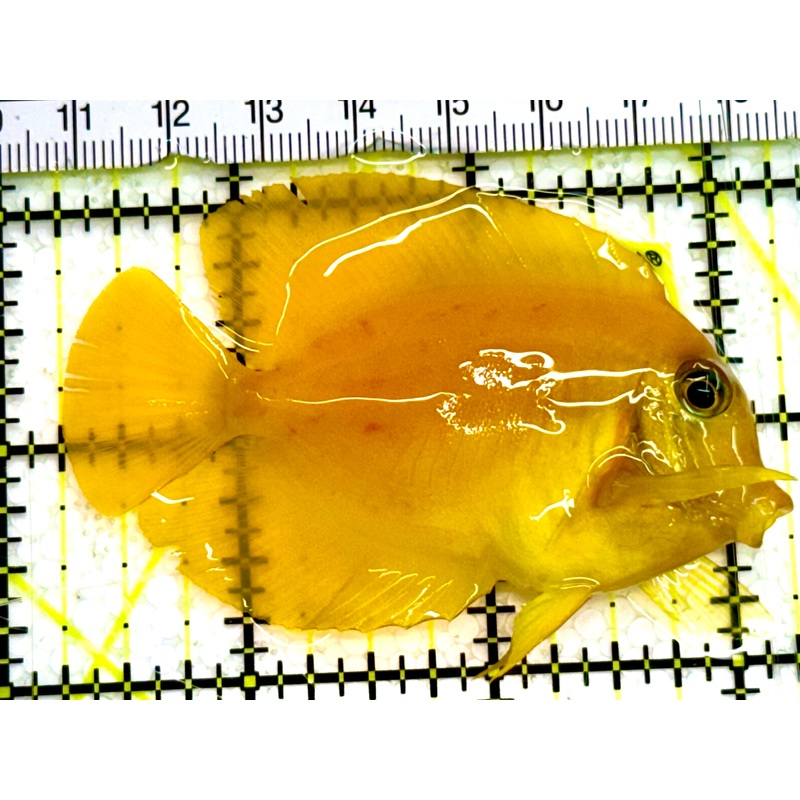 Yellow Mimic Tang ( Chocolate Tang When it is Adult) YMT041606 WYSIWYG S: 2.5" Approx