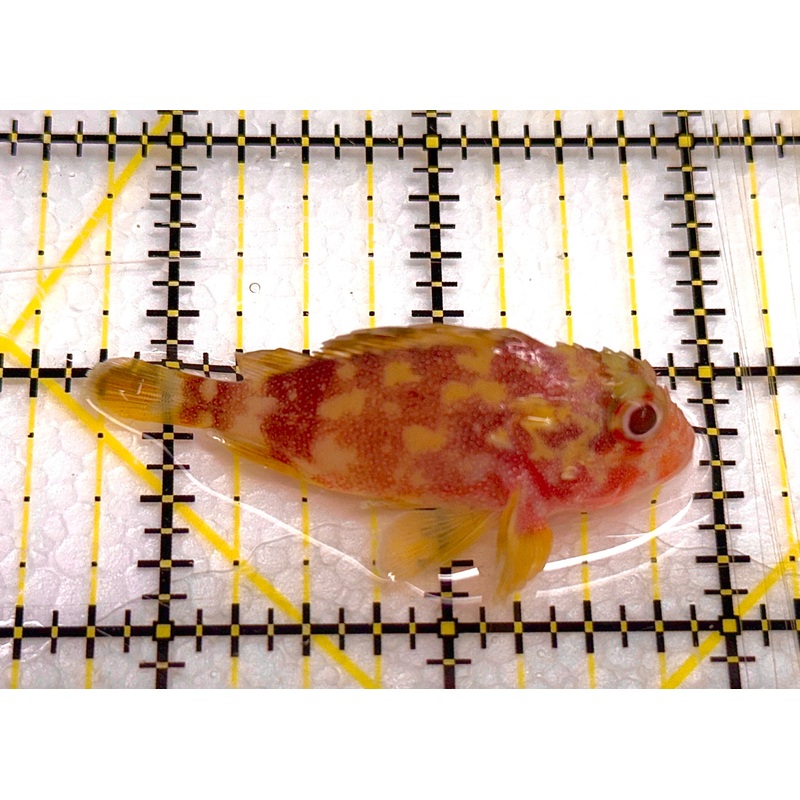 Yellowspotted Scorpionfish YS041101 WYSIWYG Size: S 2" approx