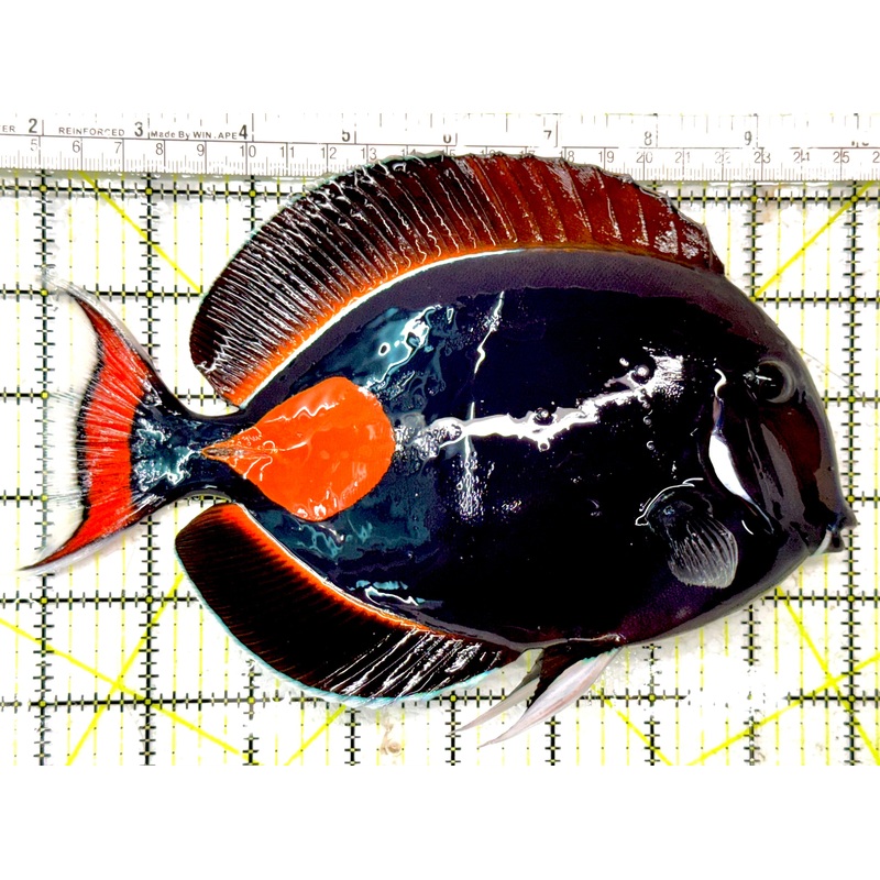 Achilles Tang AT040501 WYSIWYG Size: XXL 8.25" approx