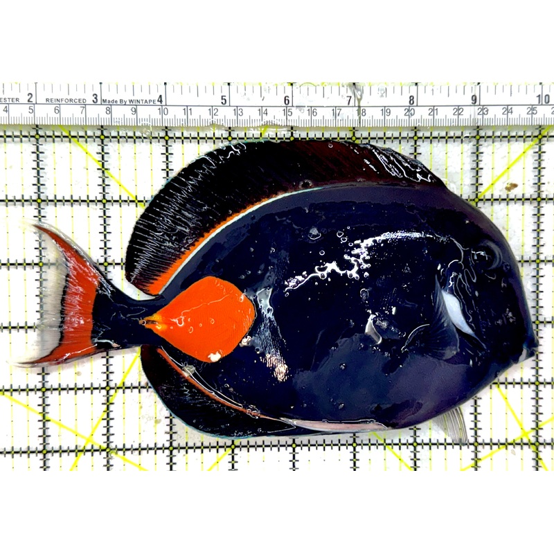 Achilles Tang AT050701 WYSIWYG Size: XXL/Show 8.25" approx