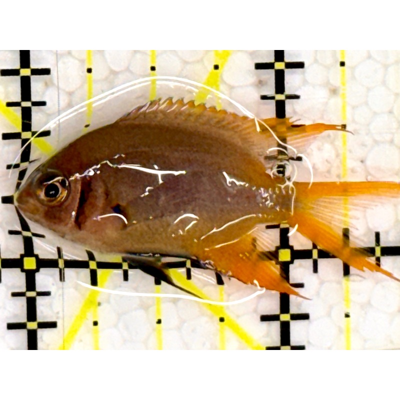 Agile Chromis AC043001 WYSIWYG Size: 1.5