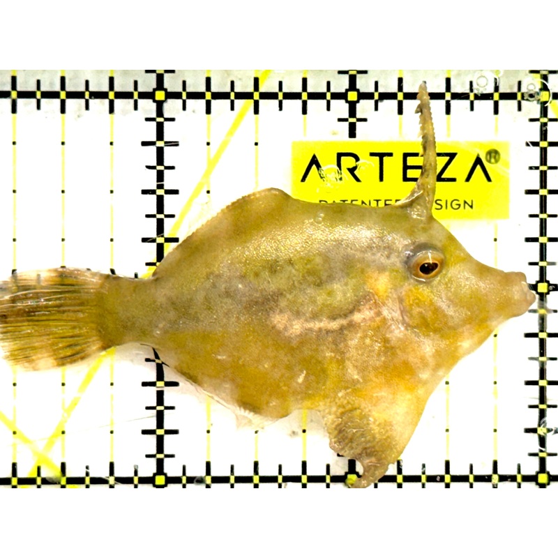 Aiptasia Eating Filefish AEF043001 WYSIWYG Size: M 2.75" approx