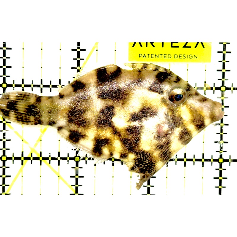 Aiptasia Eating Filefish AEF043001 WYSIWYG Size: M 3" approx