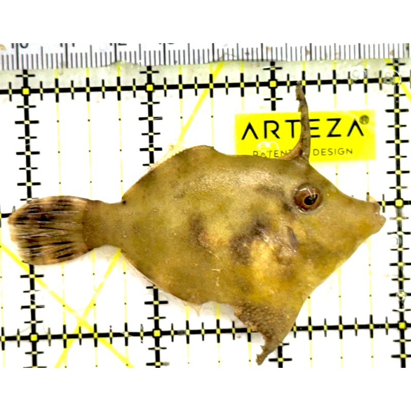 Aiptasia Eating Filefish AEF043002 WYSIWYG Size: M 3 approx