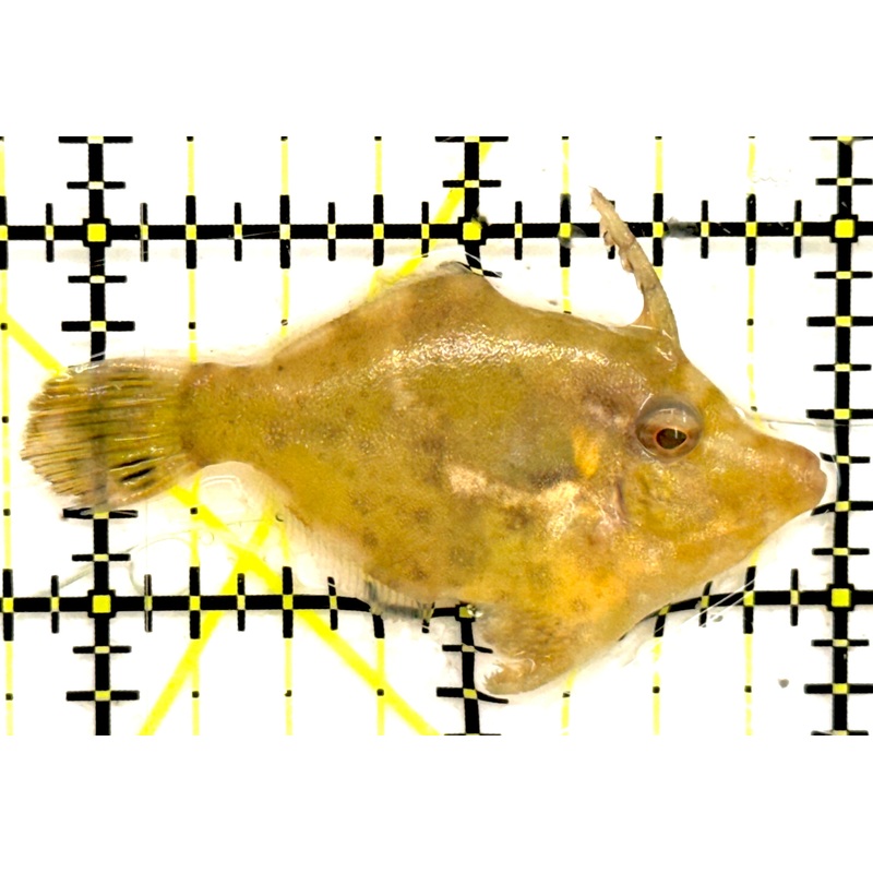 Aiptasia Eating Filefish AEF043003 WYSIWYG Size: M 2 approx