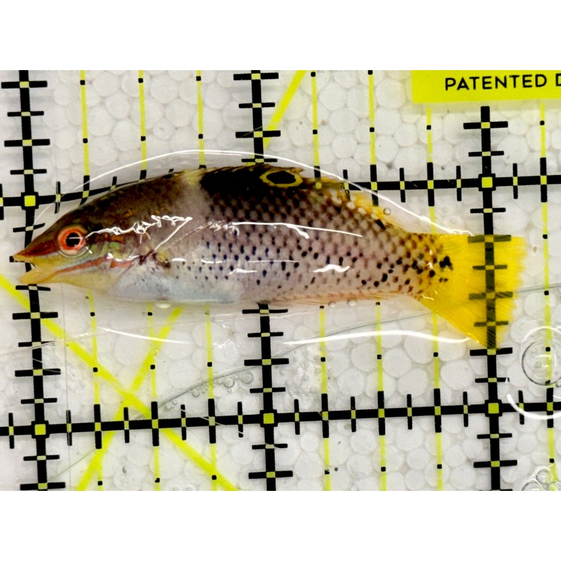 Checkerboard Wrasse CBW043002 WYSIWYG Size: 2"