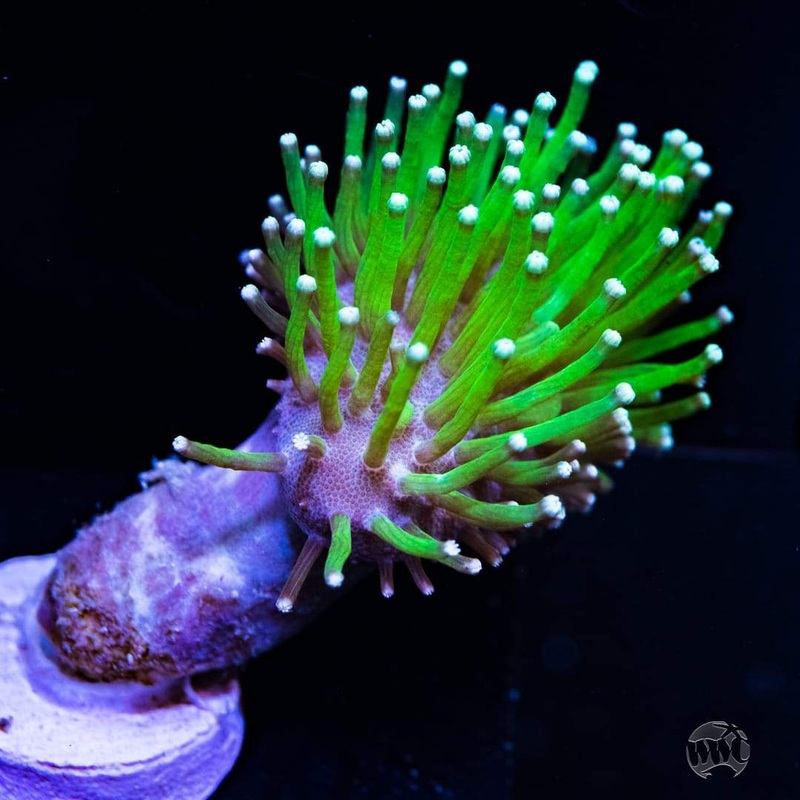 Toadstool Coral Frag (Neon Green)