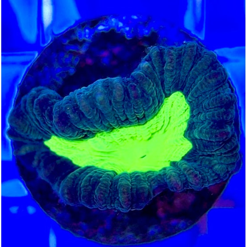 Toxic Spill Candy Cane TSC050802 WYSIWYG