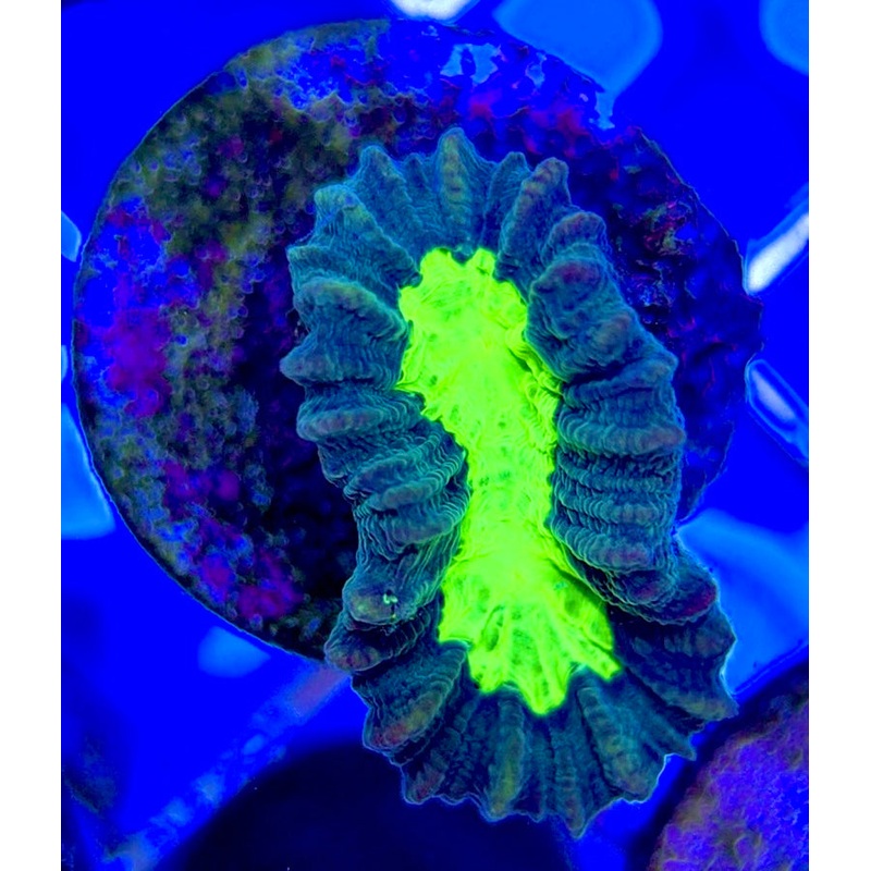 Toxic Spill Candy Cane TSC050803 WYSIWYG