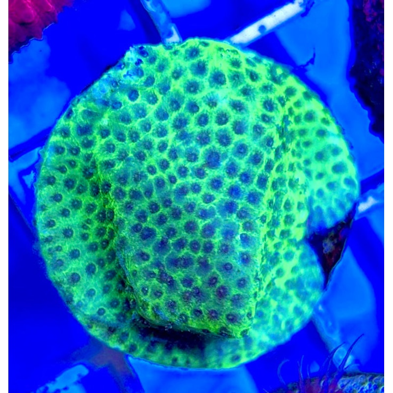 Tropic Thunder Montipora TTM050801 WYSIWYG