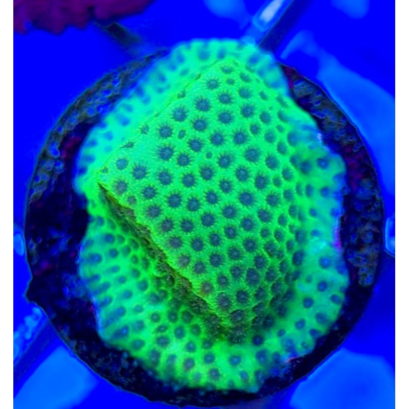 Tropic Thunder Montipora TTM050802 WYSIWYG