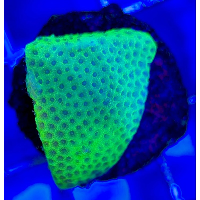 Tropic Thunder Montipora TTM050804 WYSIWYG