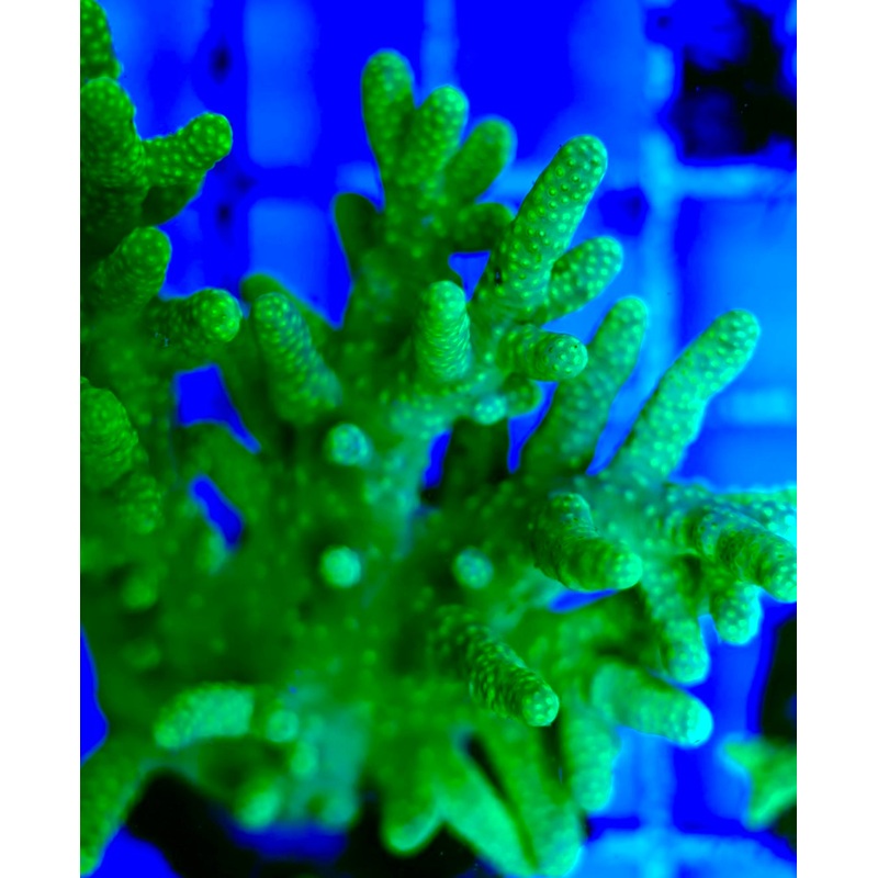 Ultra Aussie Finger Leather Large Frag UAF042409 WYSIWYG