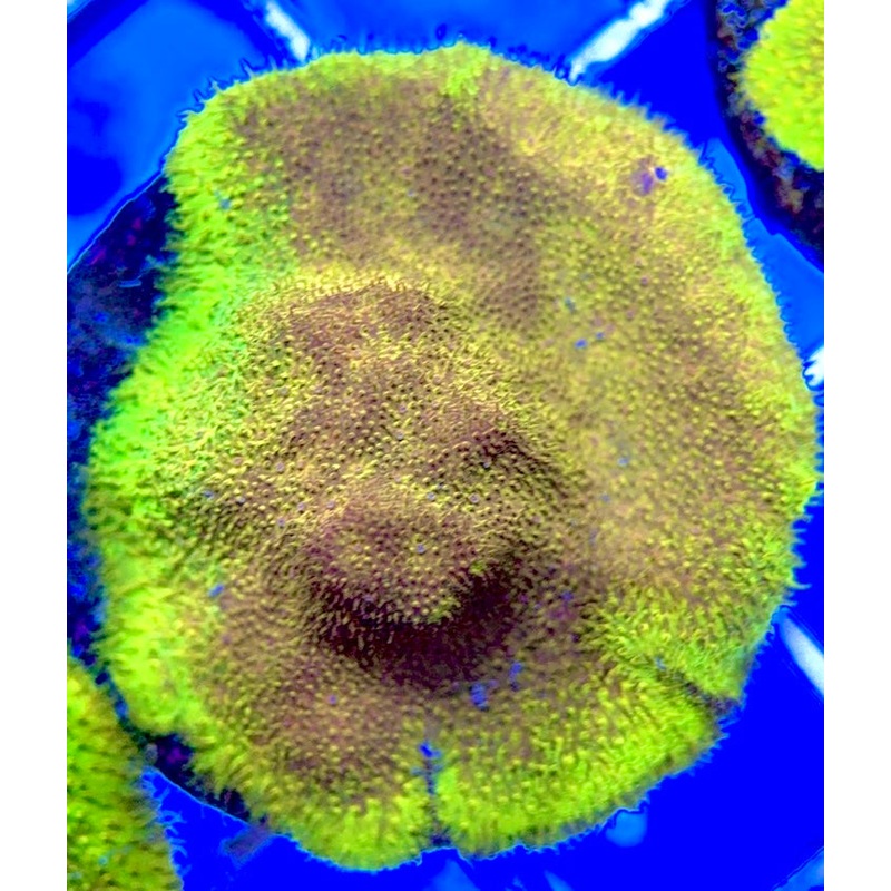 Watermelon Psammocora WMP050802 WYSIWYG