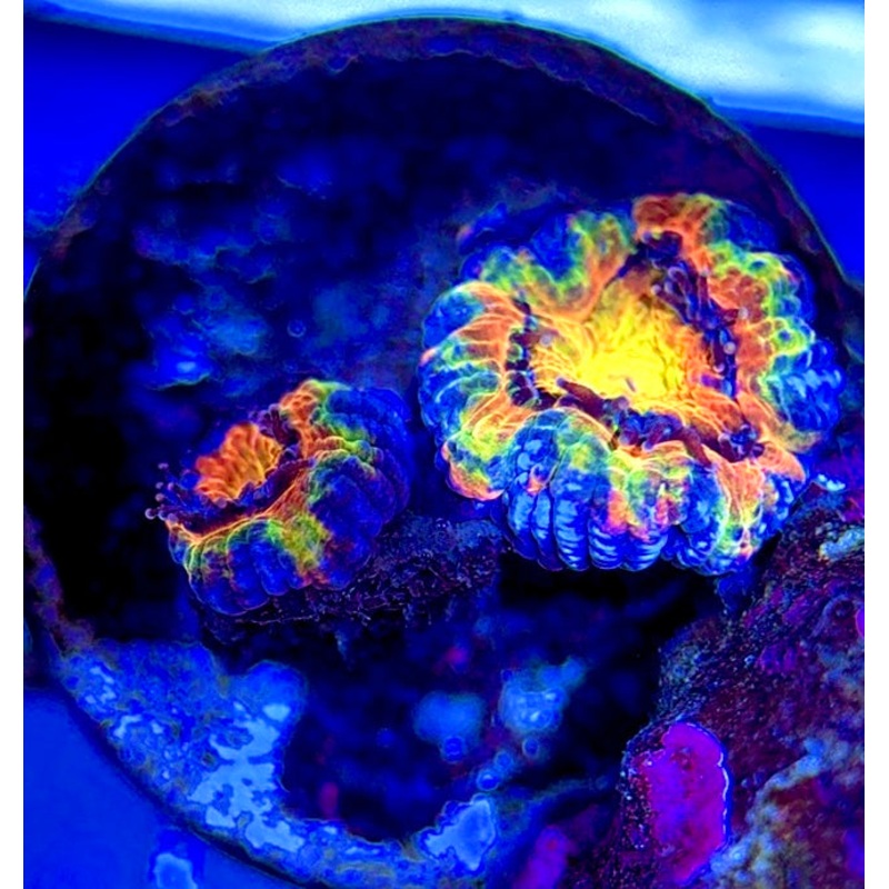 Acan Lordhowensis AL051001 WYSIWYG