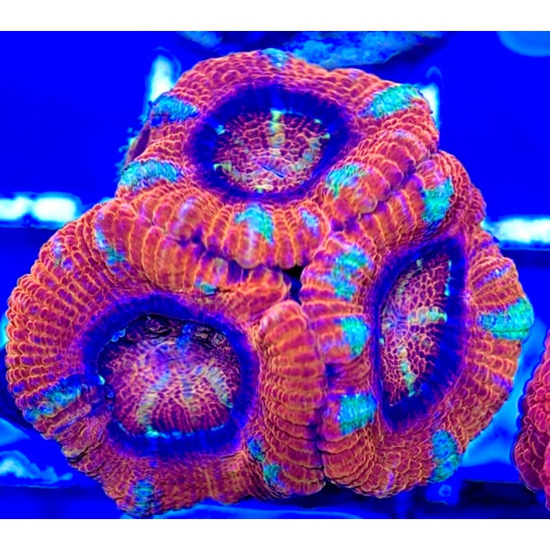 Acan Lordhowensis AL051002 WYSIWYG