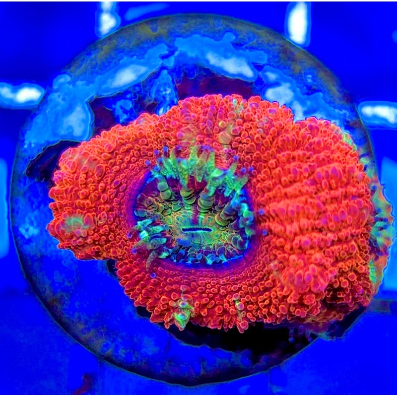 Acan Lordhowensis AL051003 WYSIWYG
