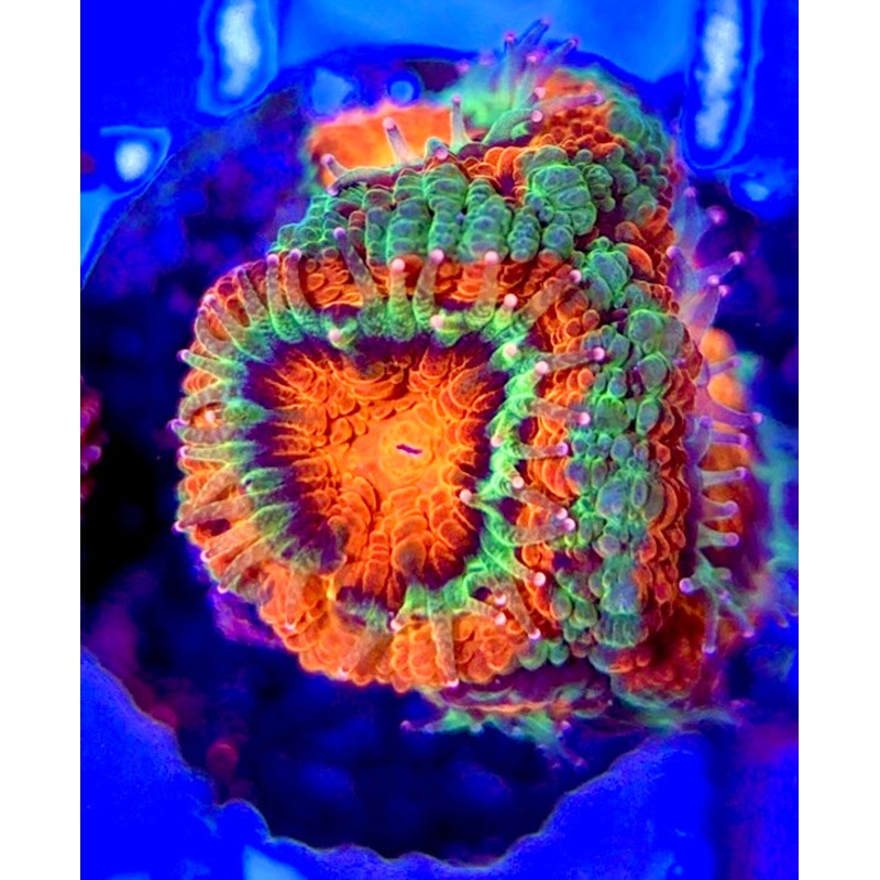 Acan Lordhowensis AL051004 WYSIWYG