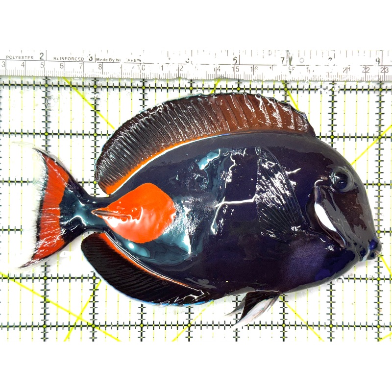 Achilles Tang AT051001 WYSIWYG Size: XXL/Show 8" approx