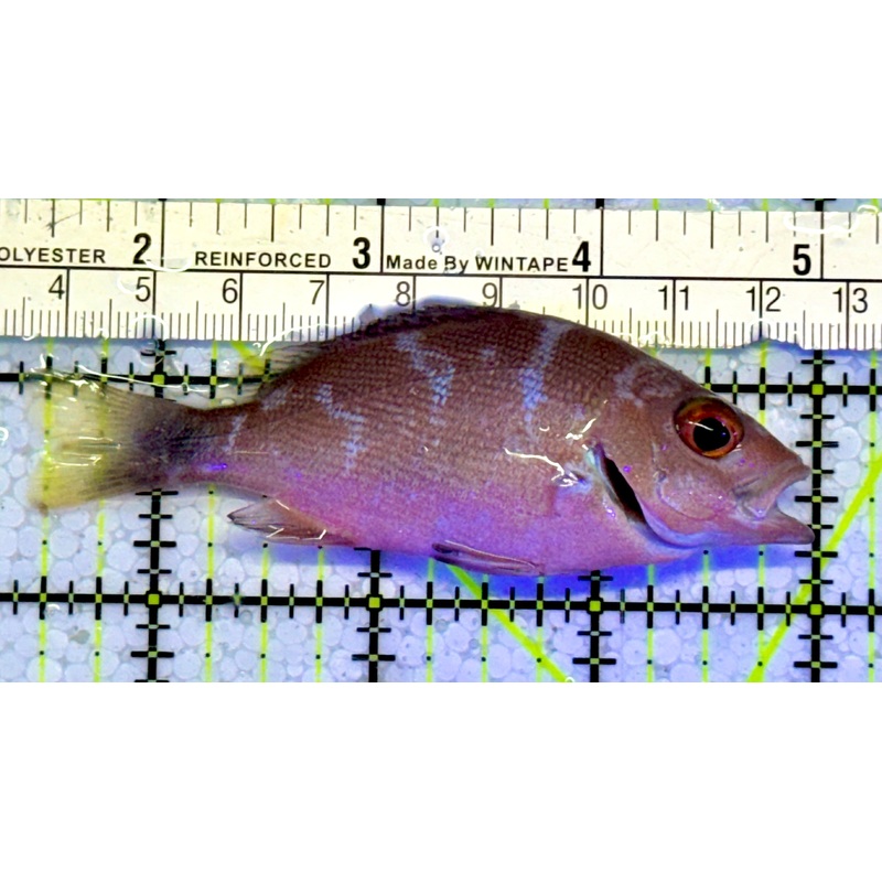 Malabar Red Snapper MRS051001 WYSIWYG Size: M 3.5