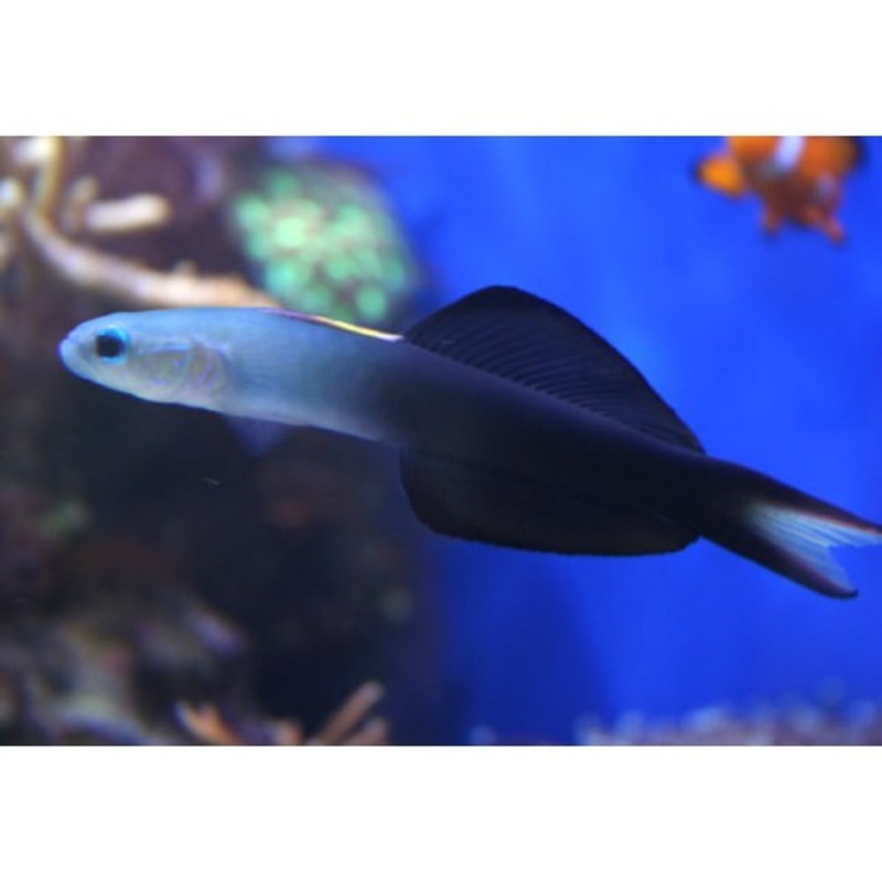 Scissortail Dartfish Goby
