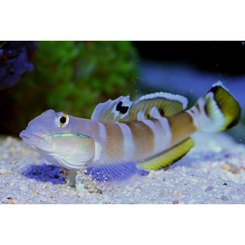 Tiger Wardi Goby
